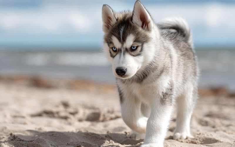 El cachorro desarrolla el equilibrio al caminar sobre la arena