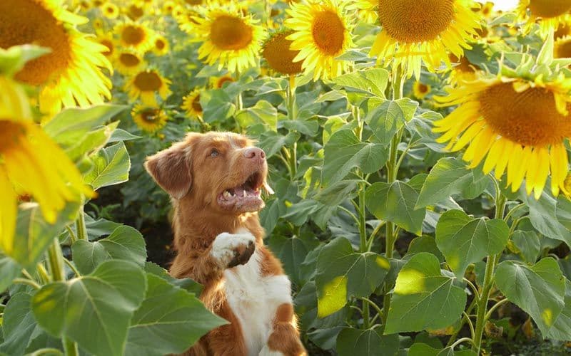 Semillas de girasol para perros