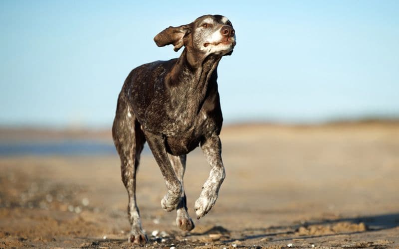 Perro senior sano y feliz corriendo en la playa