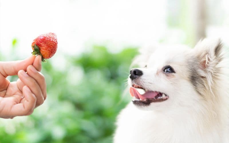 Can dogs eat strawberries?