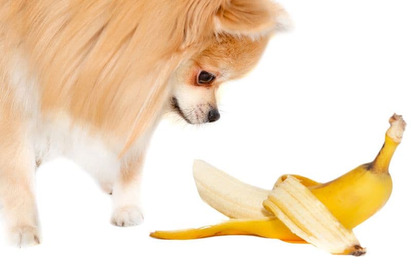 Plátanos para perros