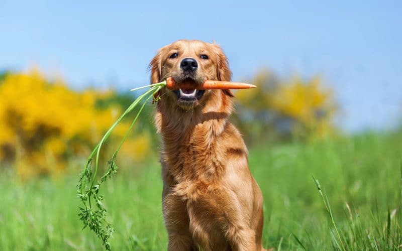 Un Golden Retriever come una zanahoria