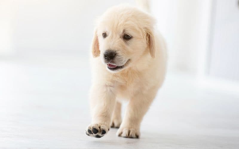 Cachorro caminando sobre una superficie resbaladiza (suelo)