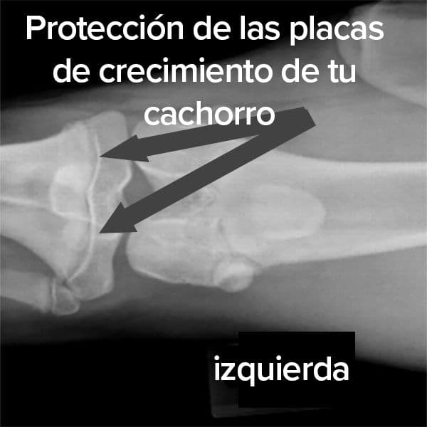 ¿Qué son las placas de crecimiento en los cachorros?