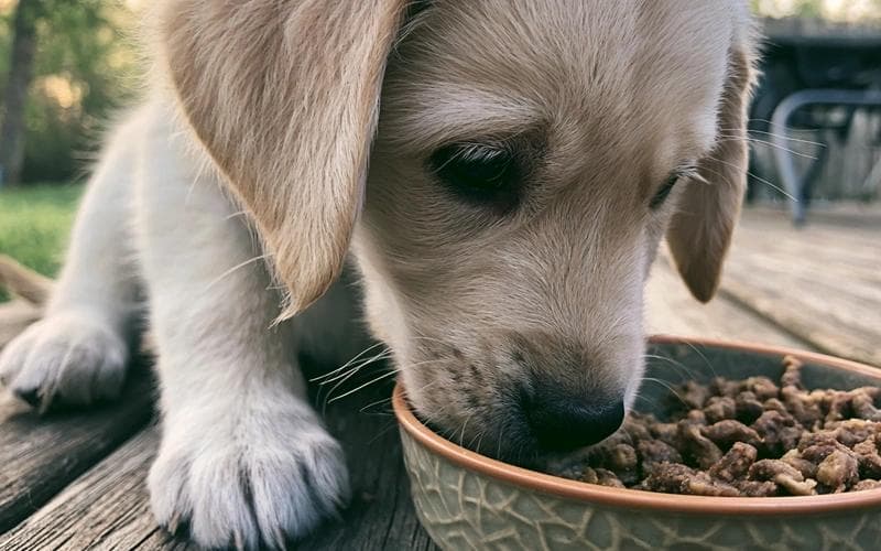 ¿Cuánto debe comer mi cachorro?