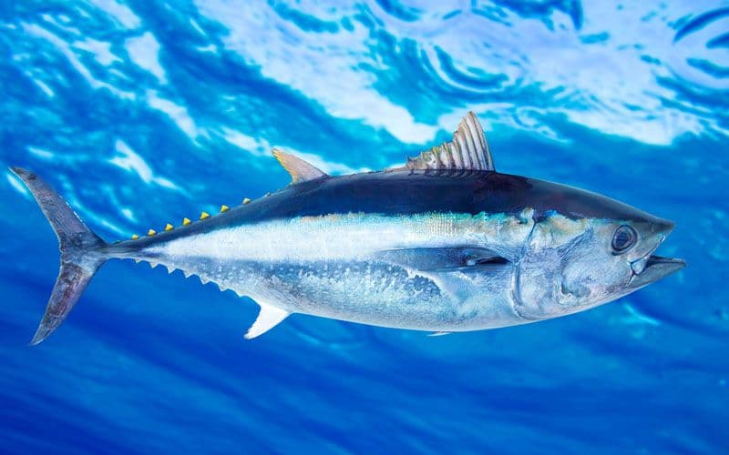 Atún vivo