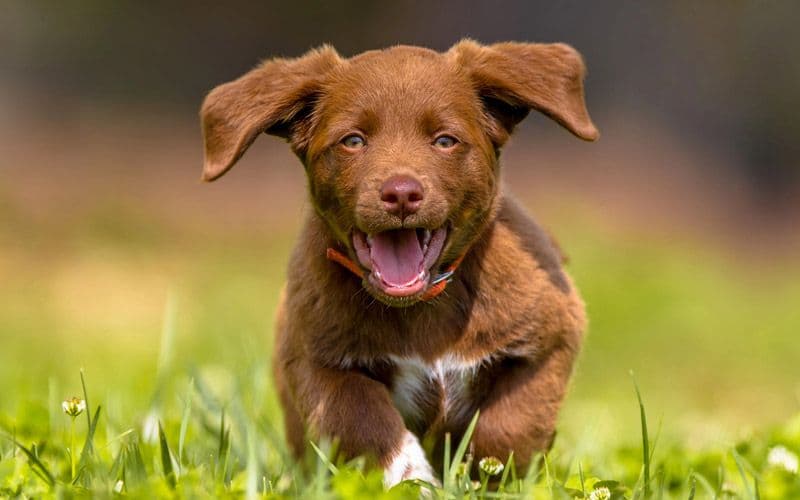 Cachorro joven en crecimiento corriendo en el campo