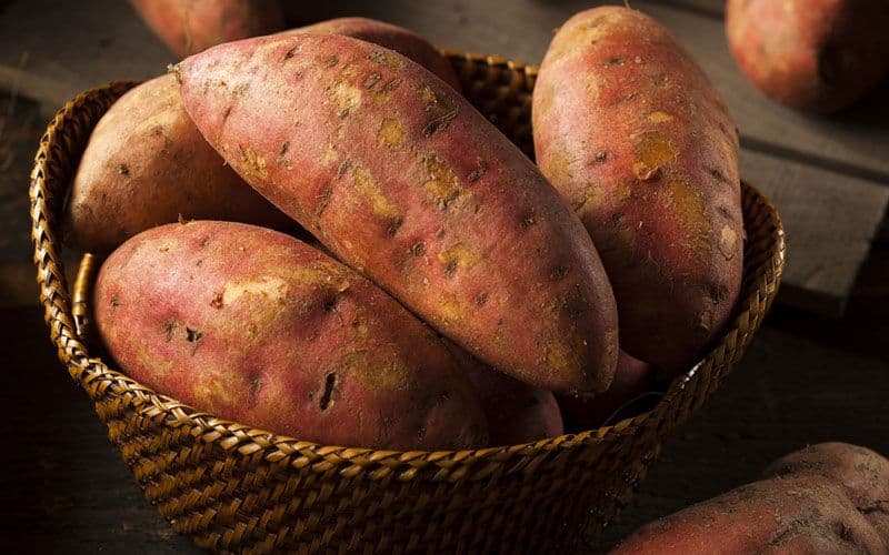 Patatas dulces para perros