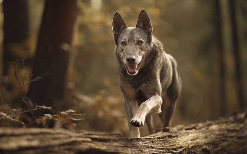 Perro adulto mantiene el equilibrio sobre un monopatín con excelente coordinación