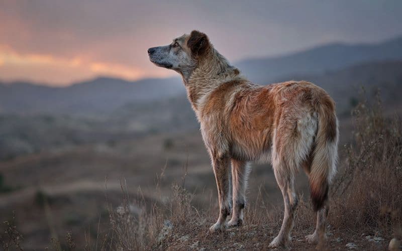 Con cuidados adecuados y una estimulación cognitiva continua, los perros sénior pueden mantener su calidad de vida a medida que evolucionan sus necesidades