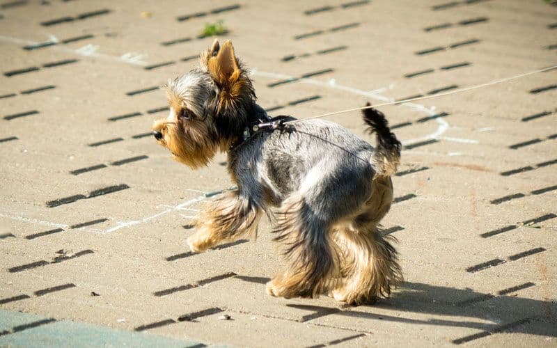 Pequeño Yorkshire Terrier caminando