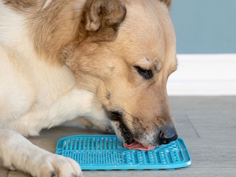 Formas divertidas de dar frutas y verduras a los perros