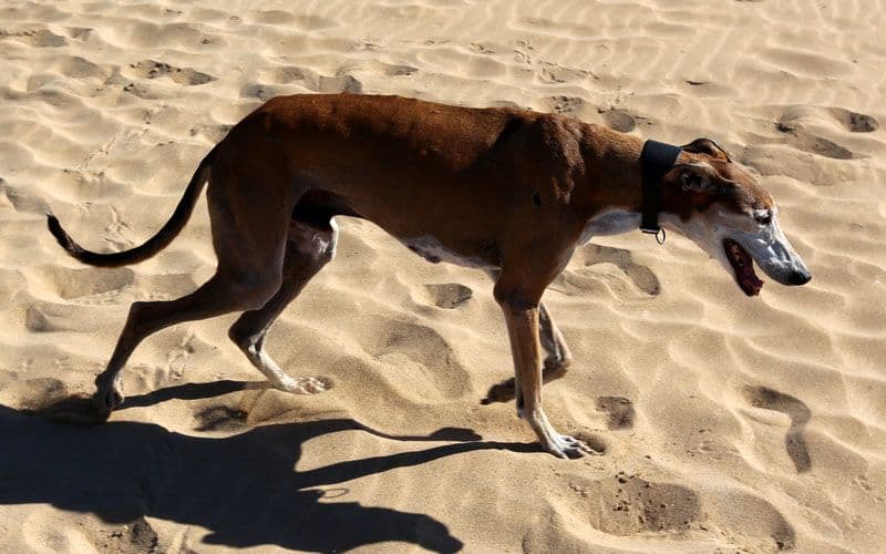 Perro senior caminando