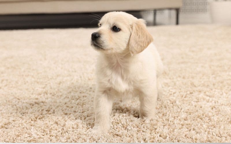 Cachorro caminando sobre una superficie con tracción (alfombra)