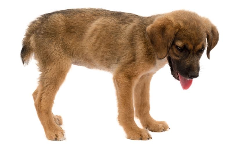 El cachorro está demasiado delgado y necesita comer más.