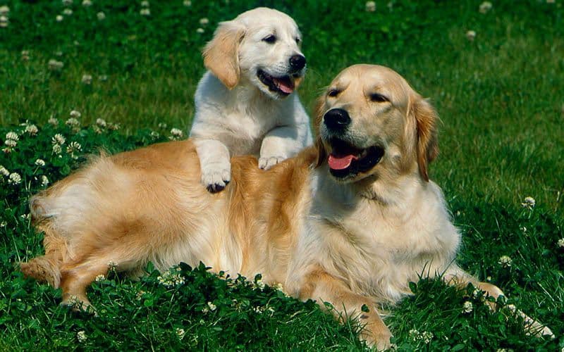 Golden Retriever adulto y un cachorro descansando en un campo